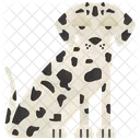 Dalmatian Icon