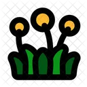 Dandelion  Icon