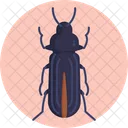 Darkling Beetle  Icône