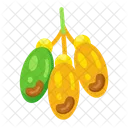 Datas fruta  Ícone