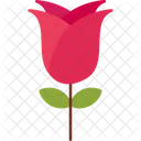 Date Flower Gift Icon