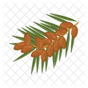 Date Fruit Fruit Food Icon