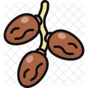 Date Fruits Arabic Diet Icon