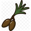 Dates Fruit  Icon