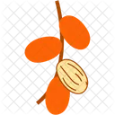 Vol Element Ramadhan Dates Dates Date Icon