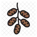 Dates  Icon