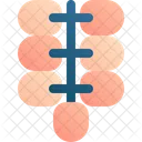 Dattelpalmenfrucht  Symbol