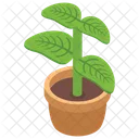 Decorative Plant Plant Pot Plant Vase Icon