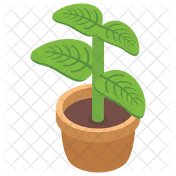Decorative Plant  Icon
