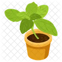Decorative Plant  Icon