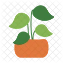 Decorative Plant Plant Pot Plant Icon