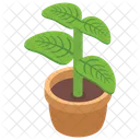Decorative Plant  Icon
