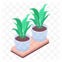 Decorative Plants  Icône