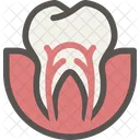 Dental Dentist Tooth Icon