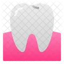 Dente Gengiva Molar Icon