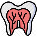 Dente Dental Anatomia Ícone