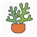 Dessert Plant  Icon