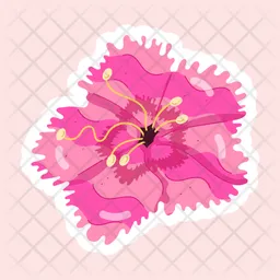 Dianthus  Icon