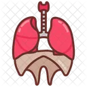 Diaphragm Lungs Bone Icon