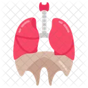 Diaphragm Lungs Bone Icon