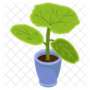 Dieffenbachia-Pflanze  Symbol