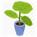Dieffenbachia Plant  Icon