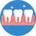 Anatomia Humana Dientes Molares Icono