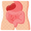 Digestive Human Anatomy Icon