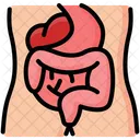 Digestive Human Anatomy Icon