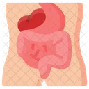 Digestive Human Anatomy Icône