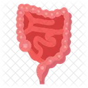 Digestive Organ Gut Bowel Icône