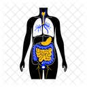 Digestive System  Icon