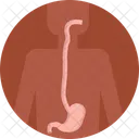 Digestive System  Icon