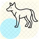 ディンゴ アイコン