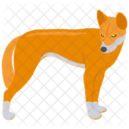 Dingo dog  Icon