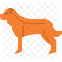 Dog Animal Army Dog Icon