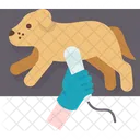 Dog Diagnosis Disease Icon