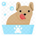 Pet Grooming Dog Grooming Bath Cleaning Icon