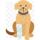 Dog Splint Fracture 아이콘