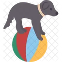 Dog Performance  Icon