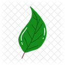 Leaf Ash Leaf Beech Leaf Icon