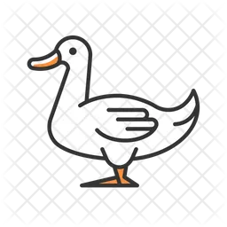 Domestic duck  Icon