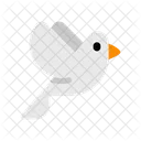 Dove Pigeon Bird Icon
