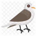 Columbidae Dove Specie Icon