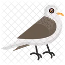 Columbidae Dove Specie アイコン