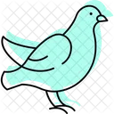 Dove Bird Peace Icon