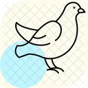 Dove Bird Peace Icon