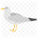 Dove Columbidae Bird Icon