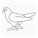 Dove  Icon