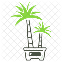 Dracaena  Ícone